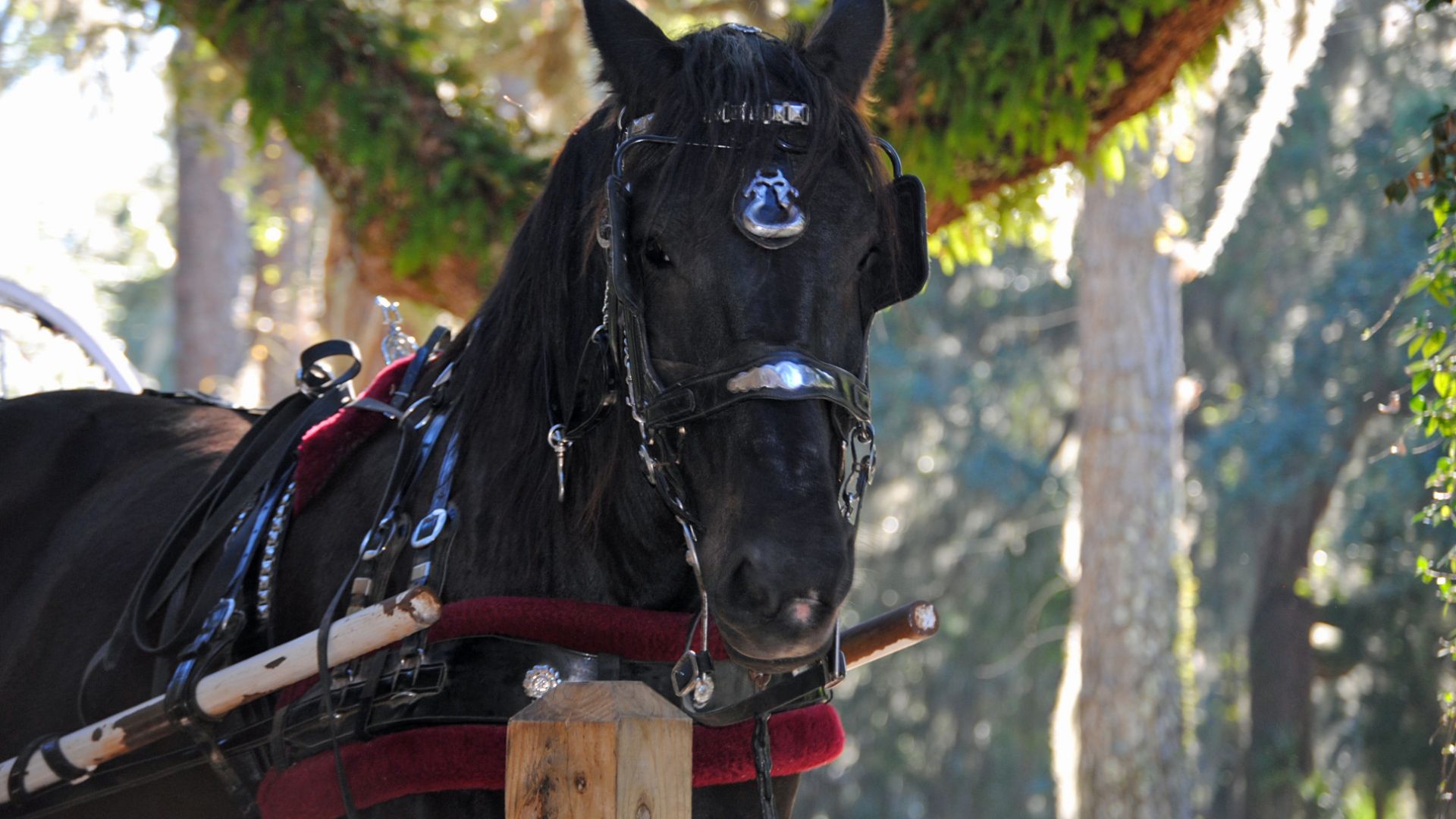 balade cheval foire bio valence drome